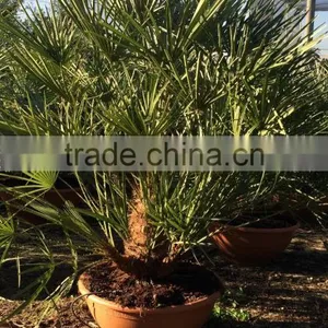 Chamaerops Humilis Cerifera thumbnail-1