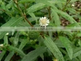 ECLIPTA ALBA thumbnail-1