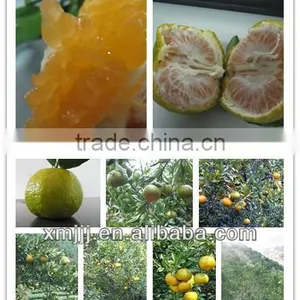 Chinese Mandarin Orange thumbnail-5