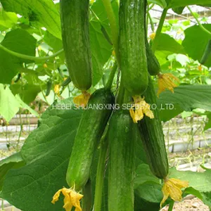 Early Maturity Hybrid Cucumber Seeds for Sale thumbnail-4