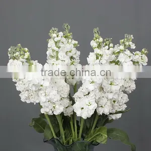 Colorful Best-Selling Fragrant Violet Flowers thumbnail-2