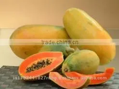 Fresh Papya Exporters in India thumbnail-5