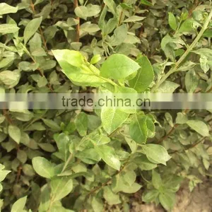 Henna Natural Henna ( Menhdi ) 100% Pure Hair Dye thumbnail-6