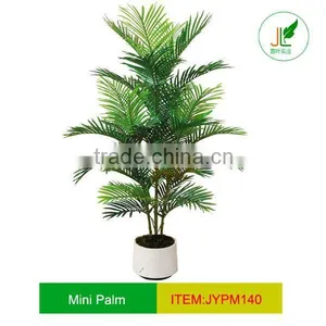 Mini Palm Tree thumbnail-1