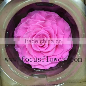 Real Touch Wholesale Preserved Flower Preserved Rose From China thumbnail-3