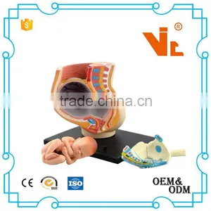 V-HM02 4D MASTER The Parent Organization of Human Uterus With the Fetus Assembled Model Quality Choice thumbnail-2
