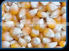 Yellow Maize thumbnail-1