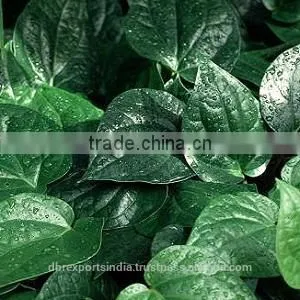 Pure Betel Leaf Oil (From Bangla Pan) thumbnail-1