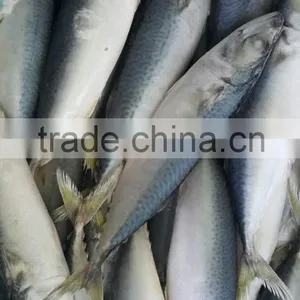 MACKEREL GRADE AAA thumbnail-2