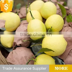 Hot Sale Fresh Lemon thumbnail-1