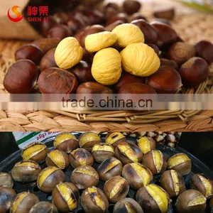 Organic Fresh Chestnuts Wholesale--best Chestnuts in the World thumbnail-1