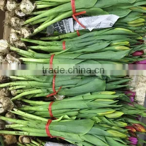 Natural Tulips Flowers thumbnail-3