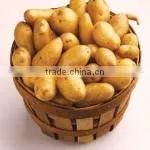 Potato thumbnail-1