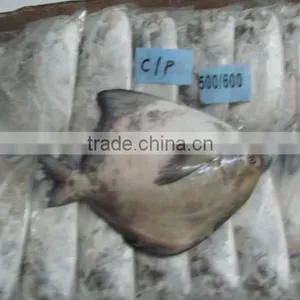 Chinese Pomfret thumbnail-1
