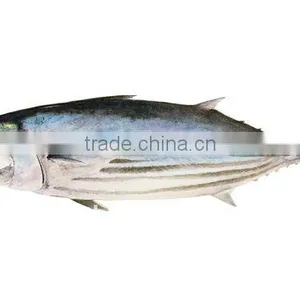 Frozen Skipjack Tuna thumbnail-1
