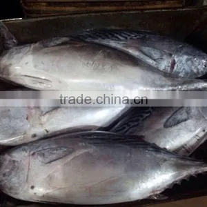Whole Round Frozen Bonito Tuna thumbnail-1
