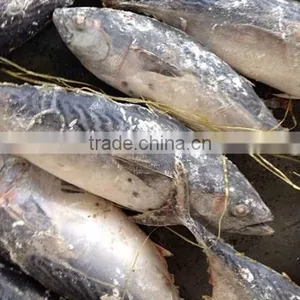 Frozen Fish Meat Of Tuna(Bonito Tuna) thumbnail-1