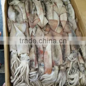 Whole Round Todarodes Pacificus Frozen Squid thumbnail-1