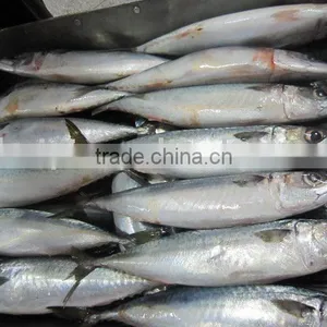 Mackerel(300-500g) thumbnail-1