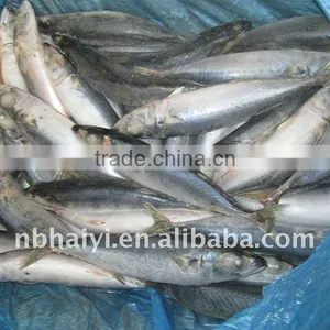 2011 New Mackerel( Scomber Japonicus) thumbnail-1