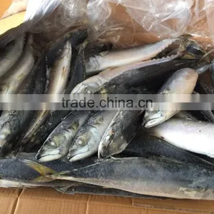 Frozen Mackerel 300-400g 2016 thumbnail-1