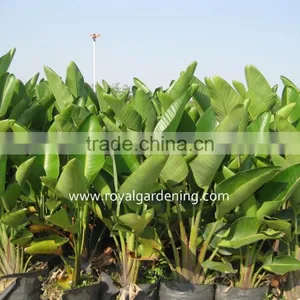 Strelitzia Reginae Bird Of Paradise Crane Flower thumbnail-1