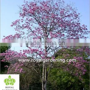 Tabebuia Rosea Landscaping Tree Pinky Flower Tree thumbnail-3