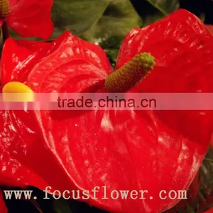 Wholesale Fresh Cut Flower Plants Anthurium From Kunming thumbnail-2