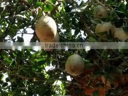 Aegle Marmelos thumbnail-1