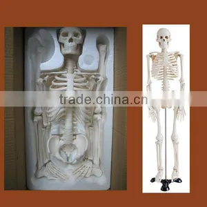 Human Skeleton Model 45cm thumbnail-1