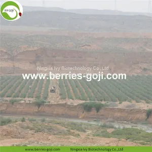 Factory Wholesale Dried Low Pesticide Goji Berry thumbnail-3
