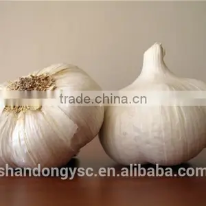 Factory Price Chinese Natural Red Garlic(normal White Garlic, Purple Garlic, White Garlic) thumbnail-1