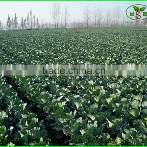 Hot Sale High Quality Fresh Cabbage Green/Red Cabbage thumbnail-4