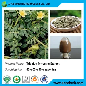 Tribulus Terrestris Extract thumbnail-3