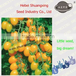 Good Quality Yellow Oblong Cherry Tomato Seeds thumbnail-1