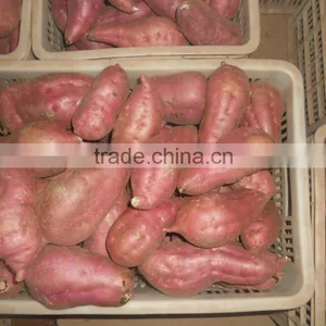 Sweet Potato/China Sweet Potato/Sweet Potato Price thumbnail-1
