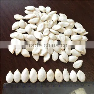 Sell Pumpkin Seeds High Quality thumbnail-1
