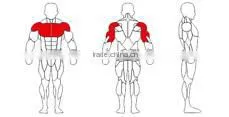 Plate Loaded Fitness Equipment / Strength Training Equipment thumbnail-3