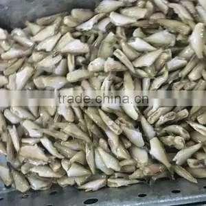 Frozen Fish Fillet Leather Jacket Fish thumbnail-1