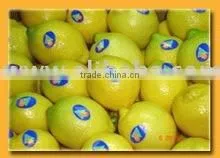 Bulk Quanity Egypt Lemon thumbnail-1