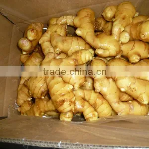 China Fresh Ginger Root in Low Price thumbnail-1