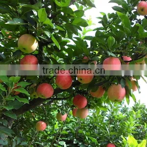 Fresh Gala Apple Sweet Juicy Gala Apple With Best Price Brand Yitian thumbnail-5