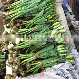 Fresh Cut Tulips Flowers thumbnail-2