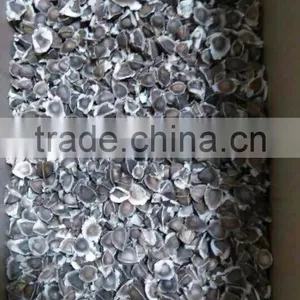 Moringa Seeds thumbnail-5