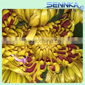 Shinning Green Fresh Flowers Fresh Cut Daisy With Wholesale Price thumbnail-6