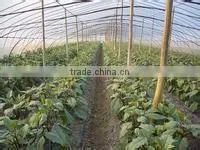 Anti-uv Agricultural Plastic Film thumbnail-1