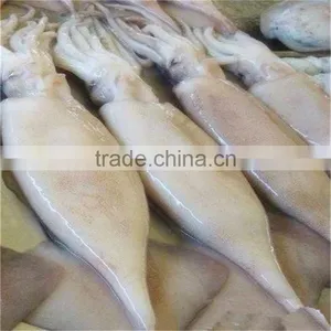 Frozen Whole Squid With Favourable Price thumbnail-1