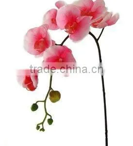 Silk Phalaenopsis Orchid/Phalaenopsis Hybrid thumbnail-1
