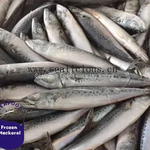 Sea Fish Pacific Mackerel Land Frozen on Sale (Size8-10PCS/KG,95% N.W) thumbnail-1