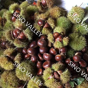 SinoValley Vacuum Packed Peeled Bulk IQF Frozen Chestnut China Supplier Wholesale FDA Certified thumbnail-5
